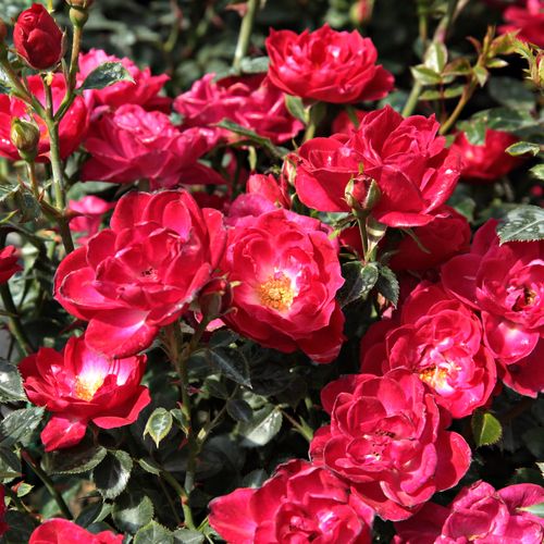 Tmavě červená - Stromková růže s drobnými květy - stromková růže s keřovitým tvarem koruny